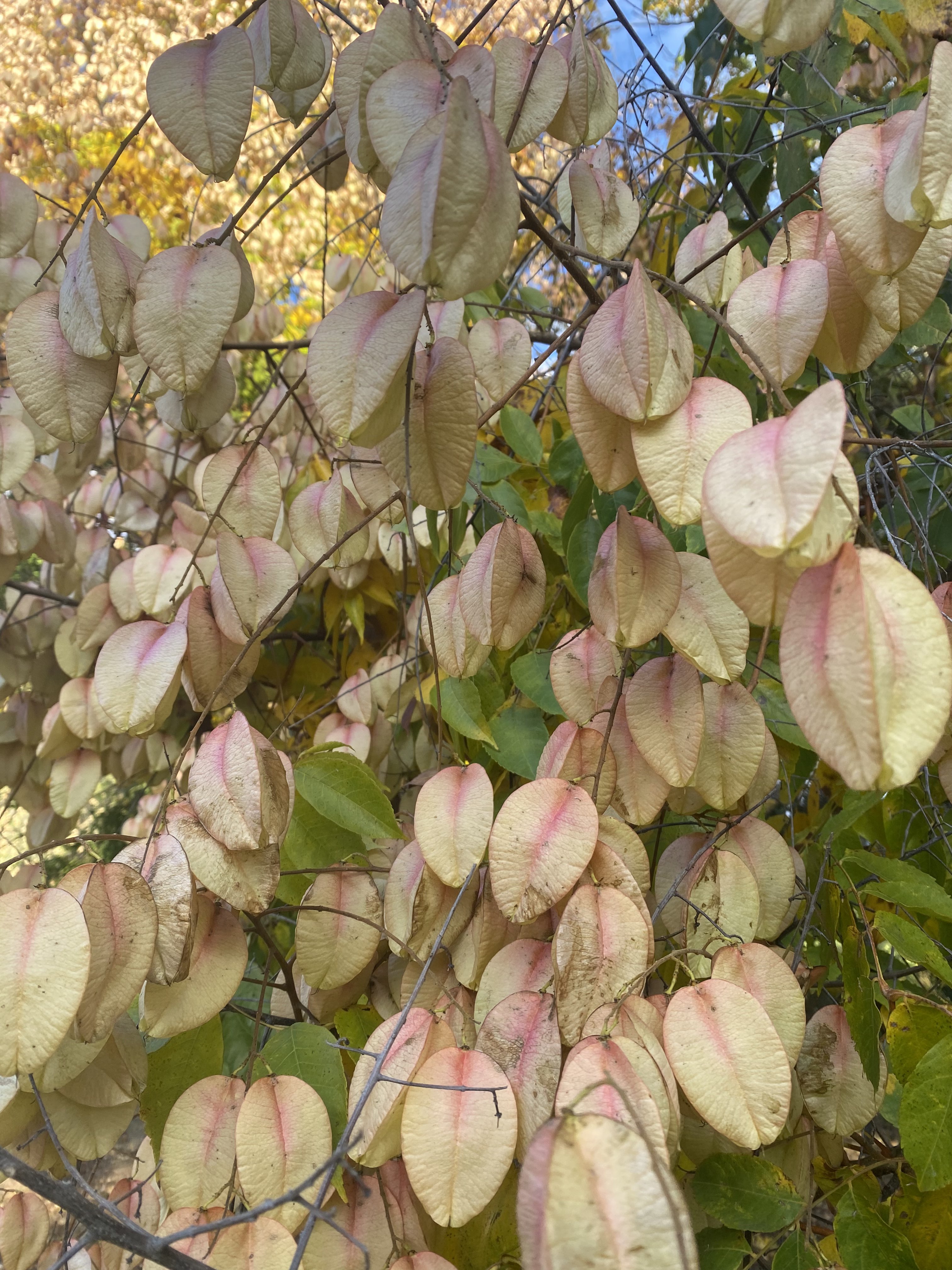 Peach Colored Leaves